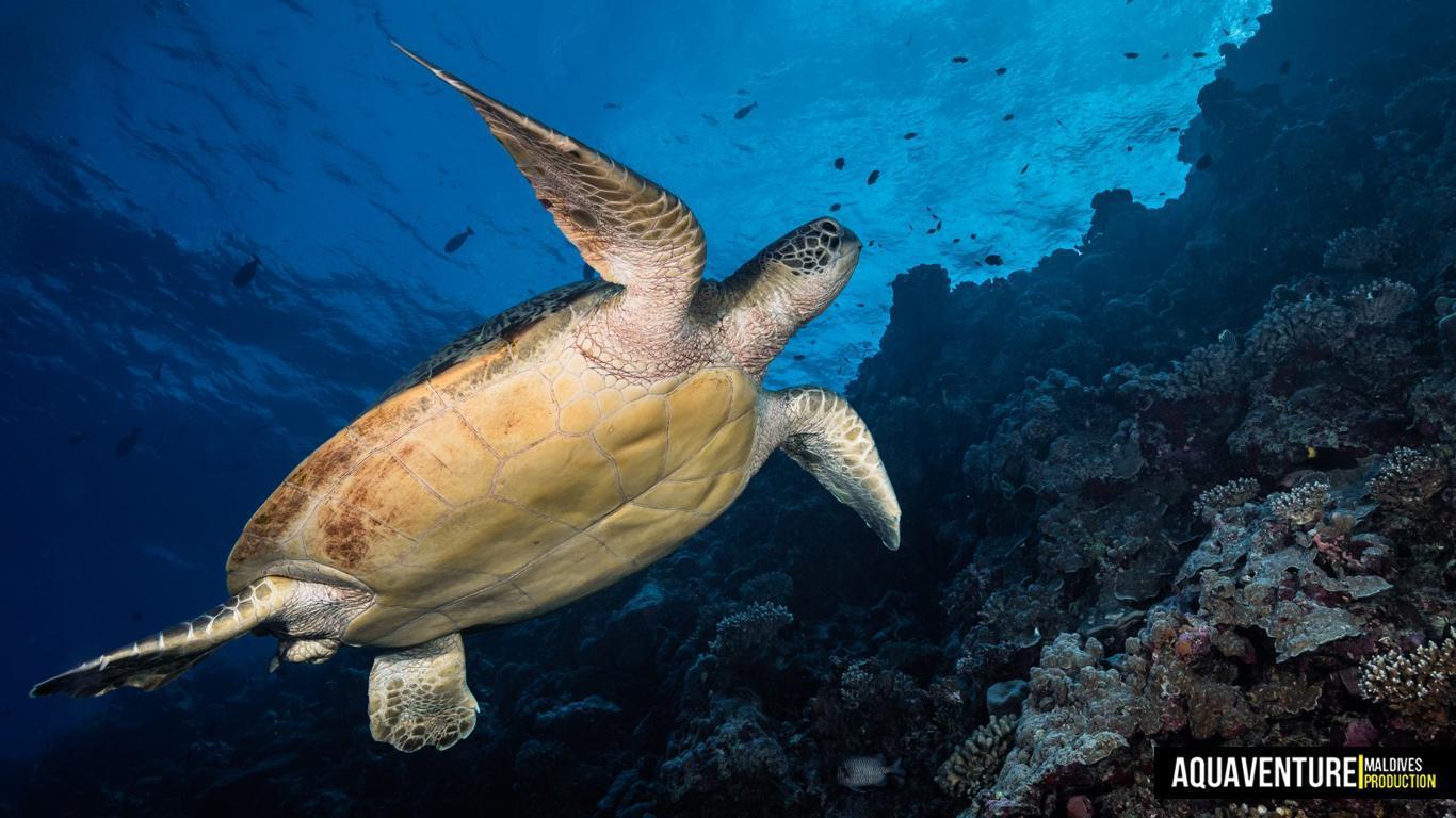 Aquaventure - Addu Reef (41)