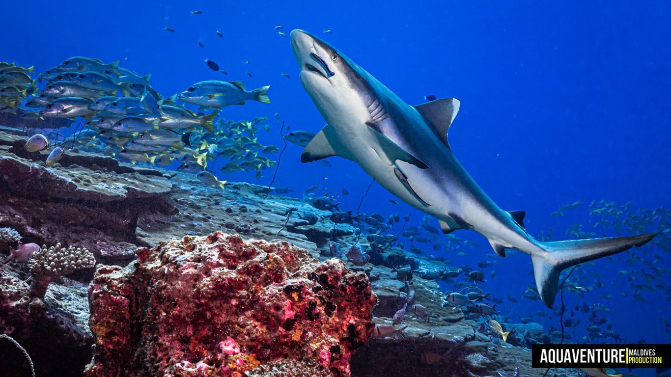 Aquaventure - Addu Reef (42)