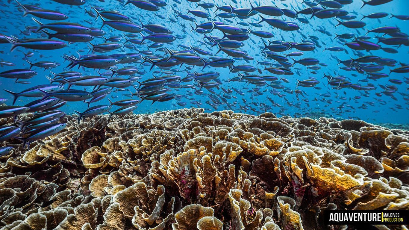 Aquaventure - Addu Reef (45)