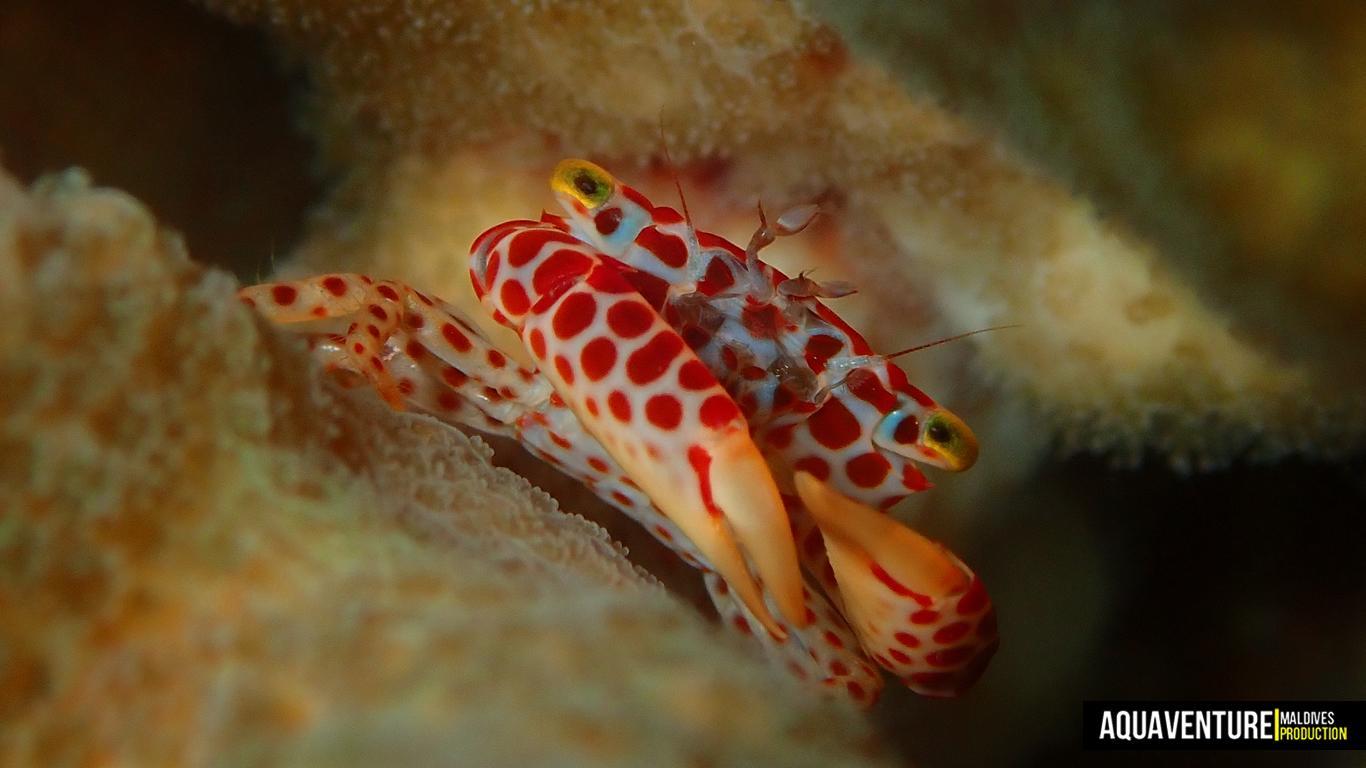 Aquaventure Photos - Addu - Macro (1)