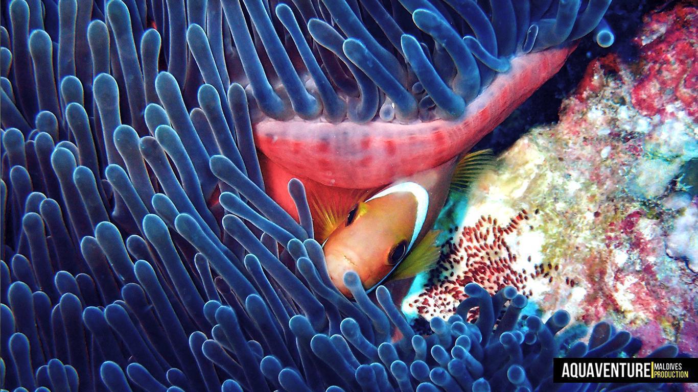 Aquaventure Photos - Addu - Macro (4)