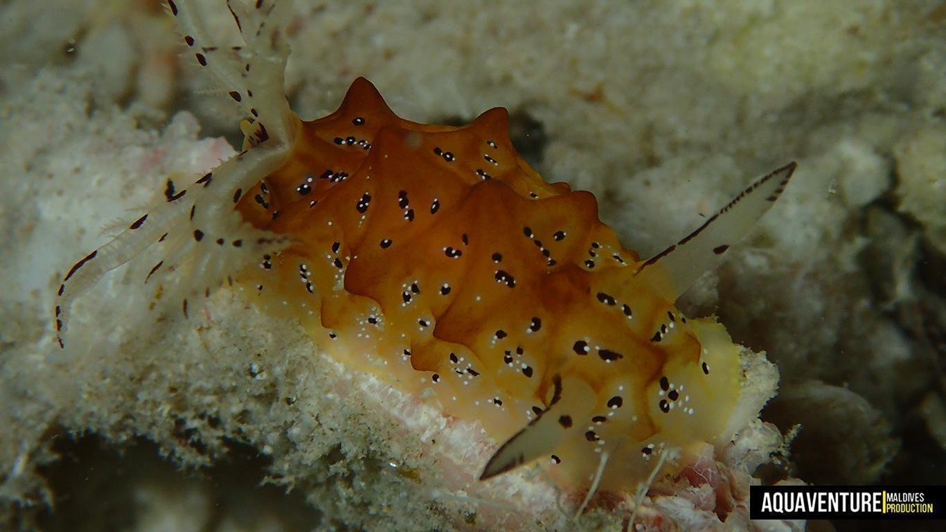 Aquaventure Photos - Addu - Macro (6)