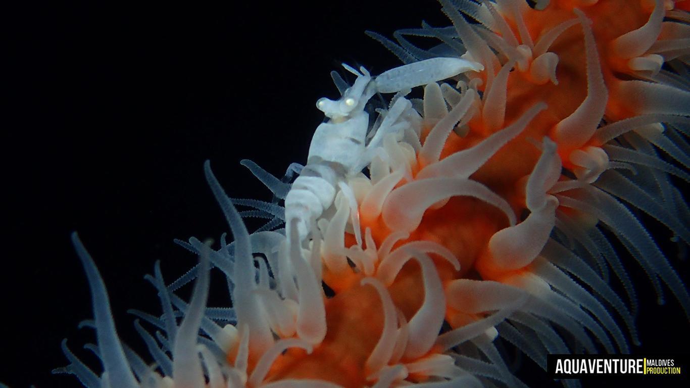 Aquaventure Photos - Addu - Macro (7)