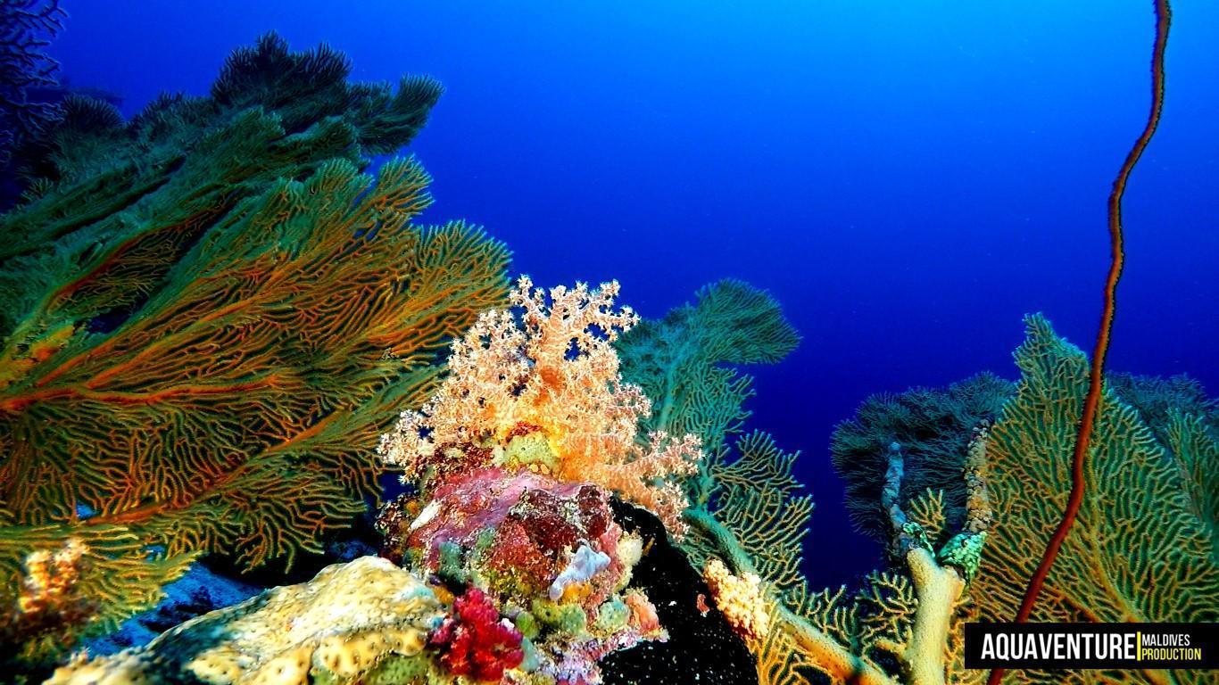 Aquaventure Photos - Addu - Maldives (12)