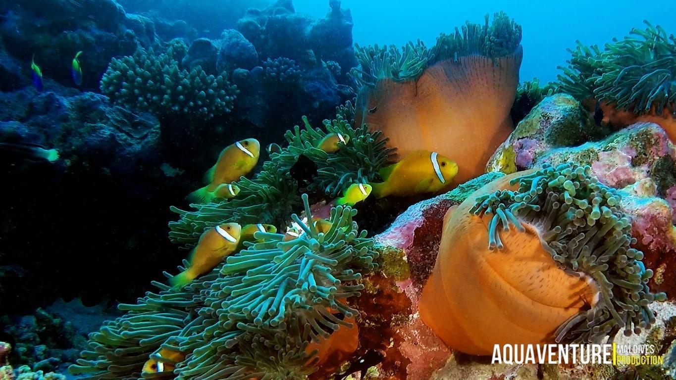 Aquaventure Photos - Addu - Maldives (2)