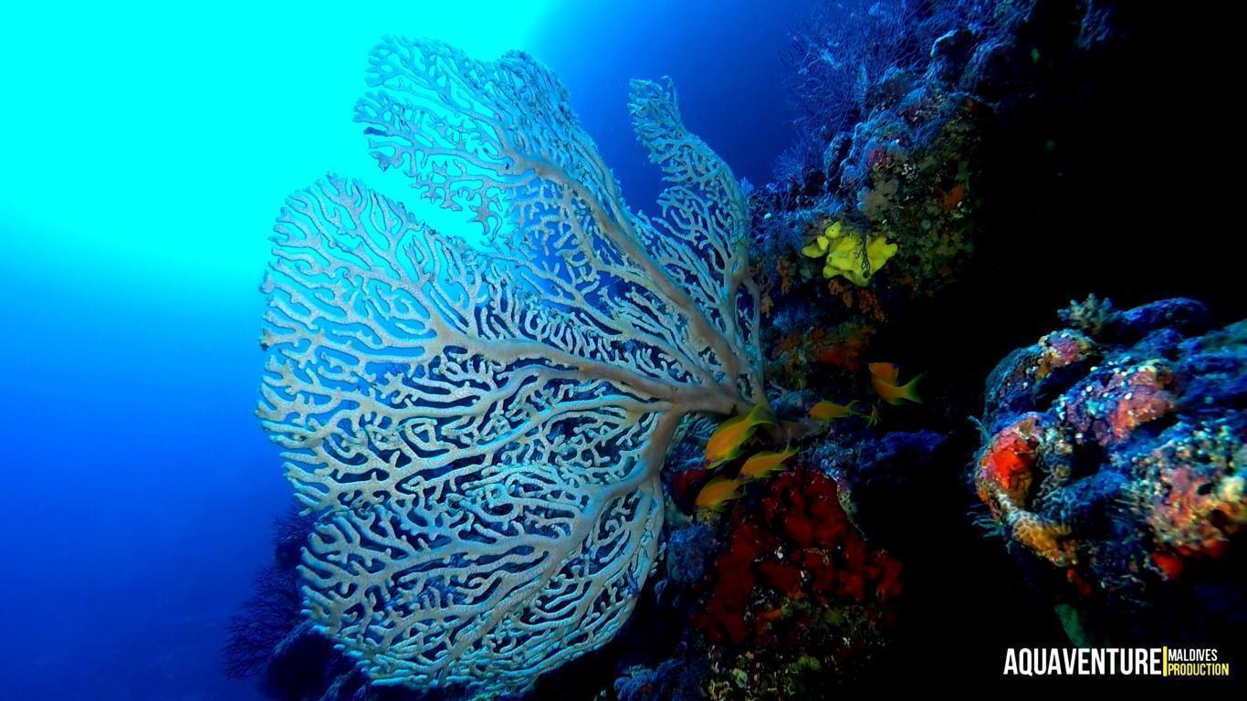 Aquaventure Photos - Addu - Maldives (29)