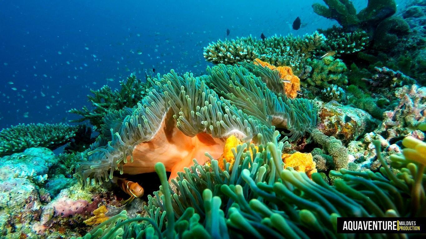 Aquaventure Photos - Addu - Maldives (3)
