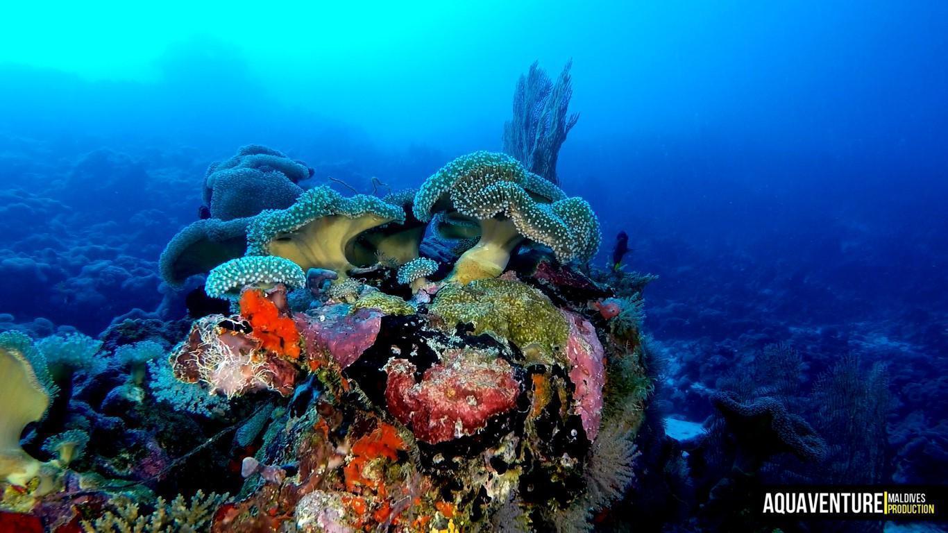 Aquaventure Photos - Addu - Maldives (6)