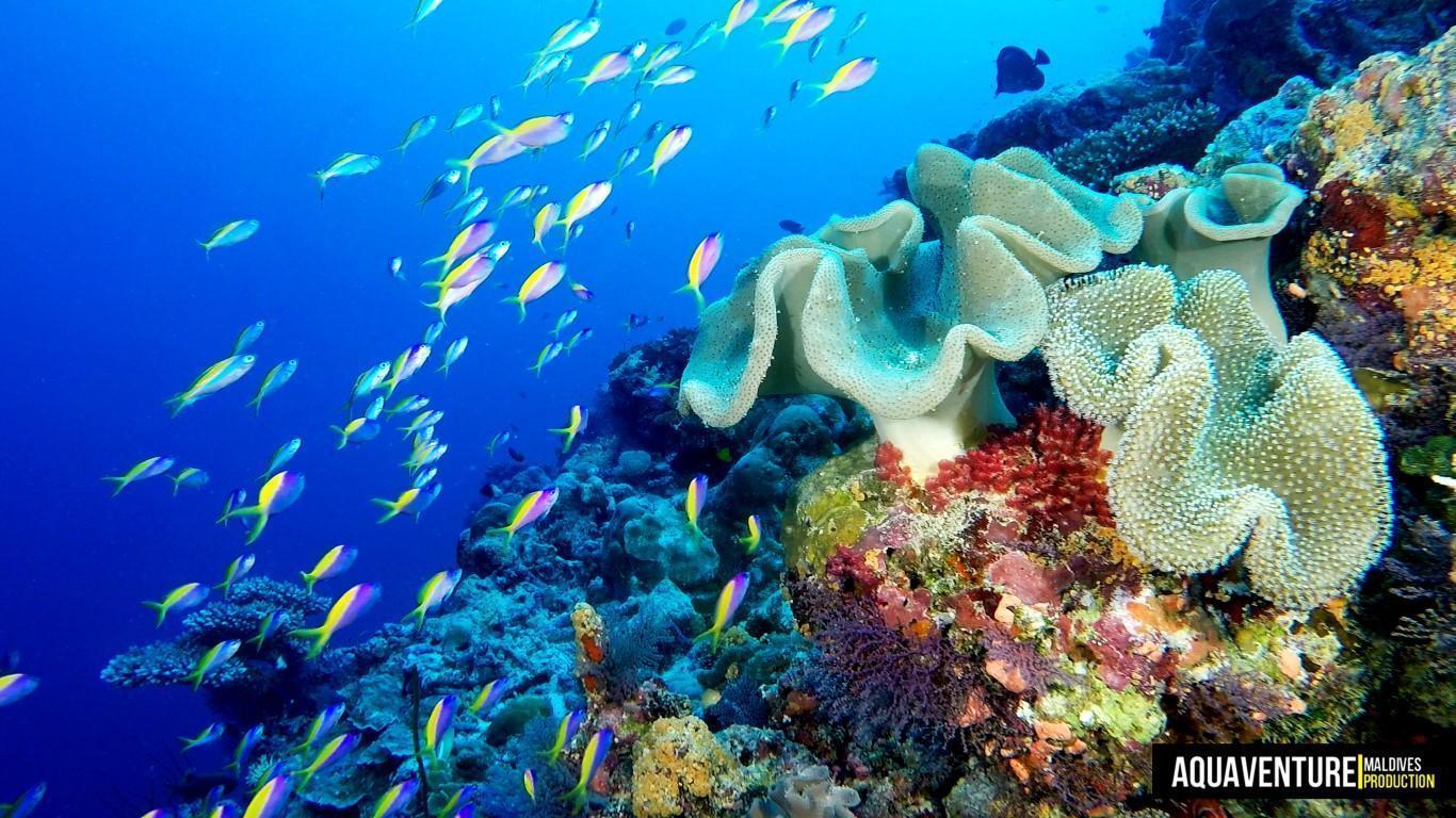Aquaventure Photos - Addu - Maldives (7)