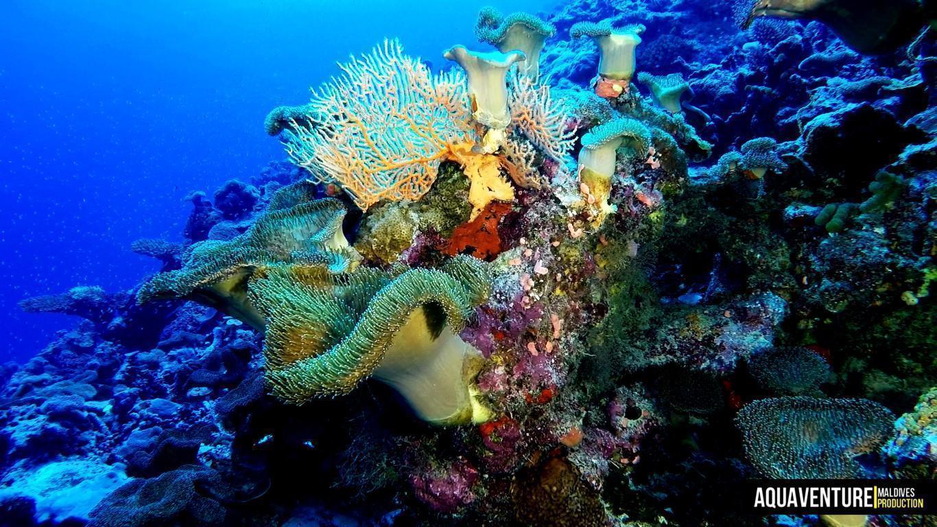 Aquaventure Photos - Addu - Maldives (9)